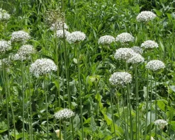 Allium nigrum
