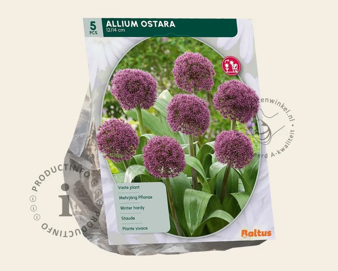 Allium 'Ostara'