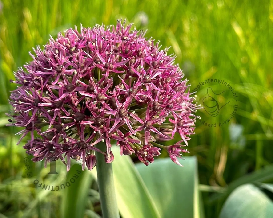 Allium 'Ostara'