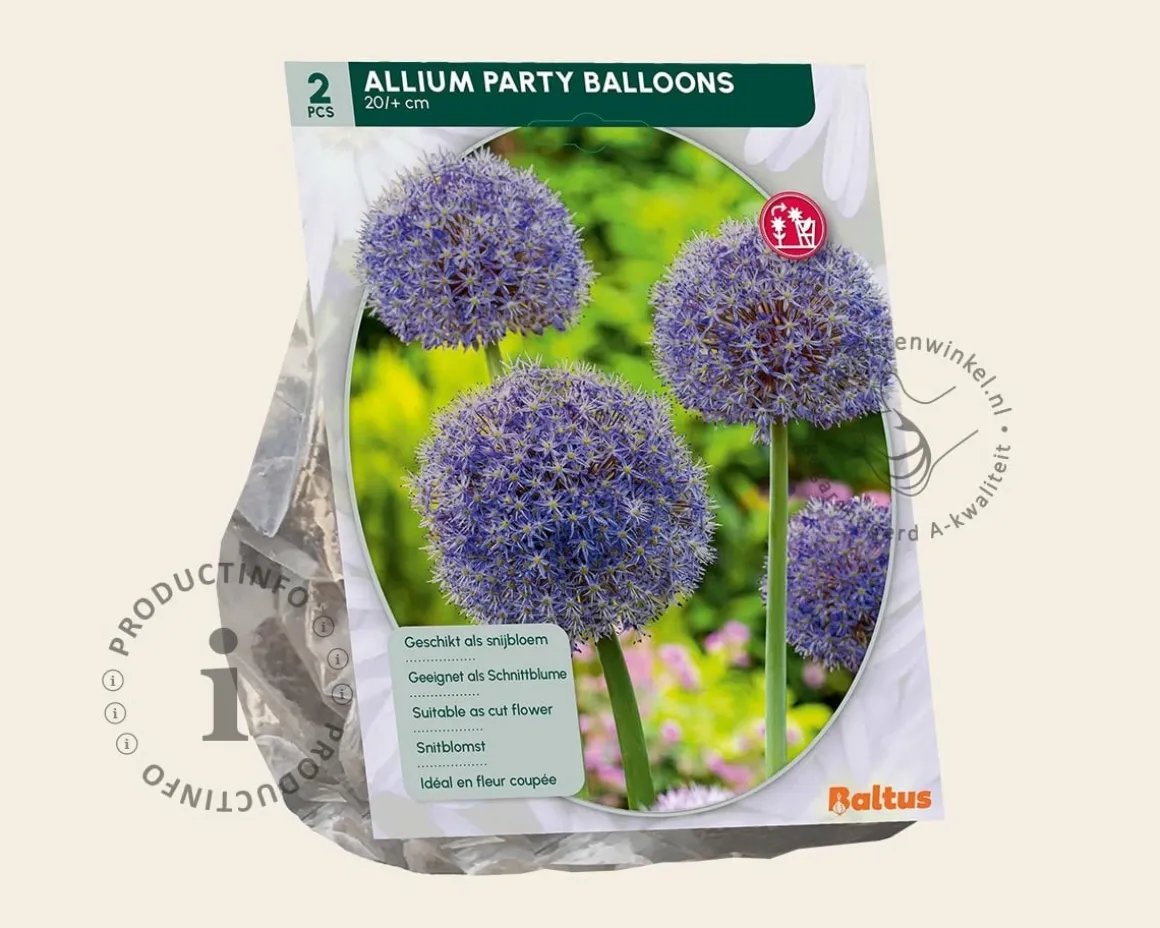 Allium 'Party Balloons'