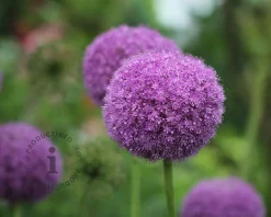 Allium 'Party Balloons'