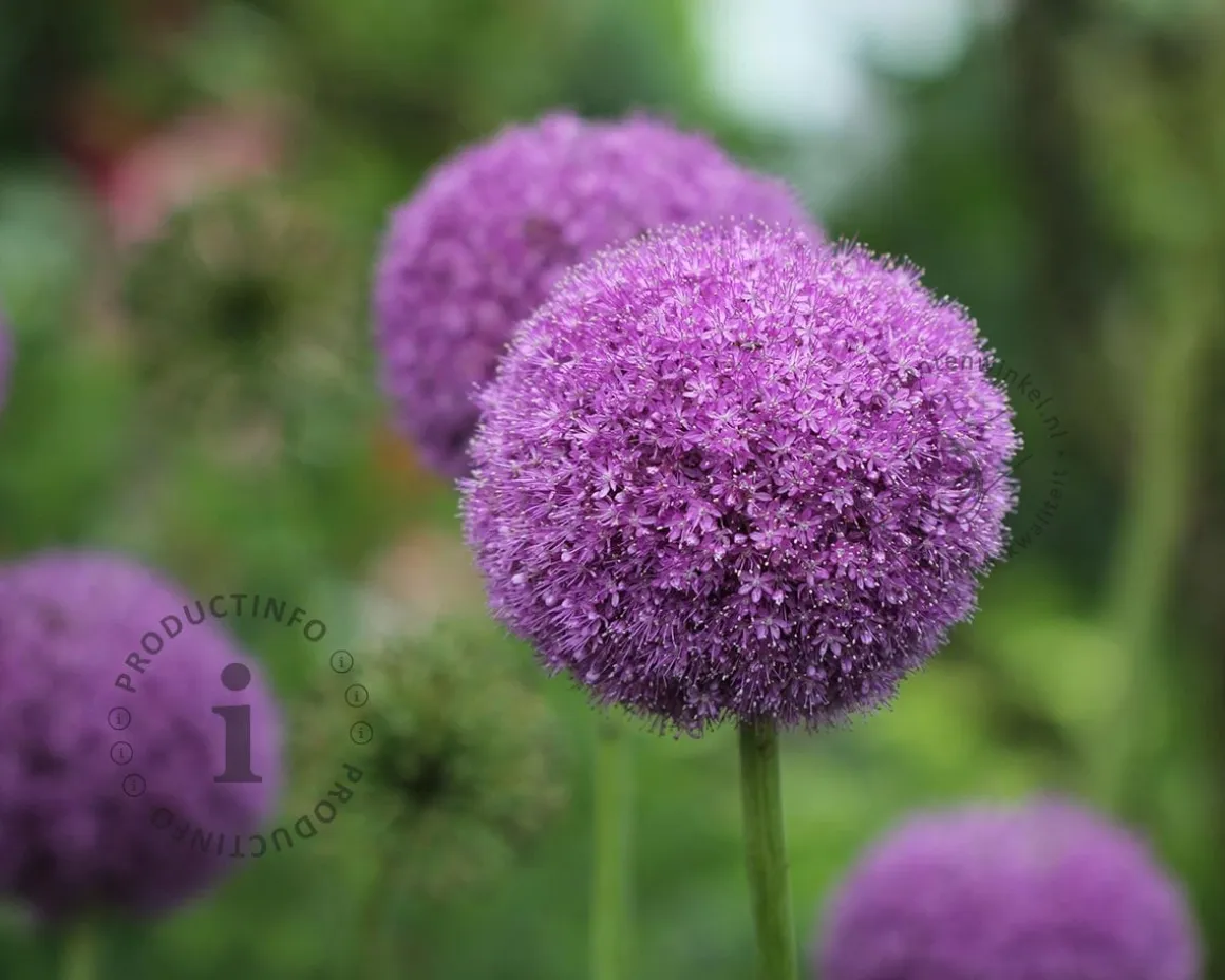 Allium 'Party Balloons'