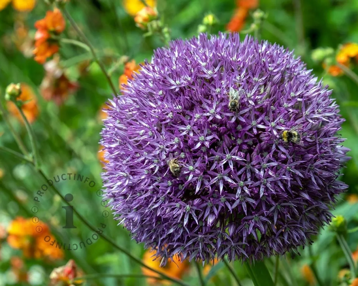 Allium 'Pinball Wizard'