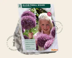Allium 'Pinball Wizard'