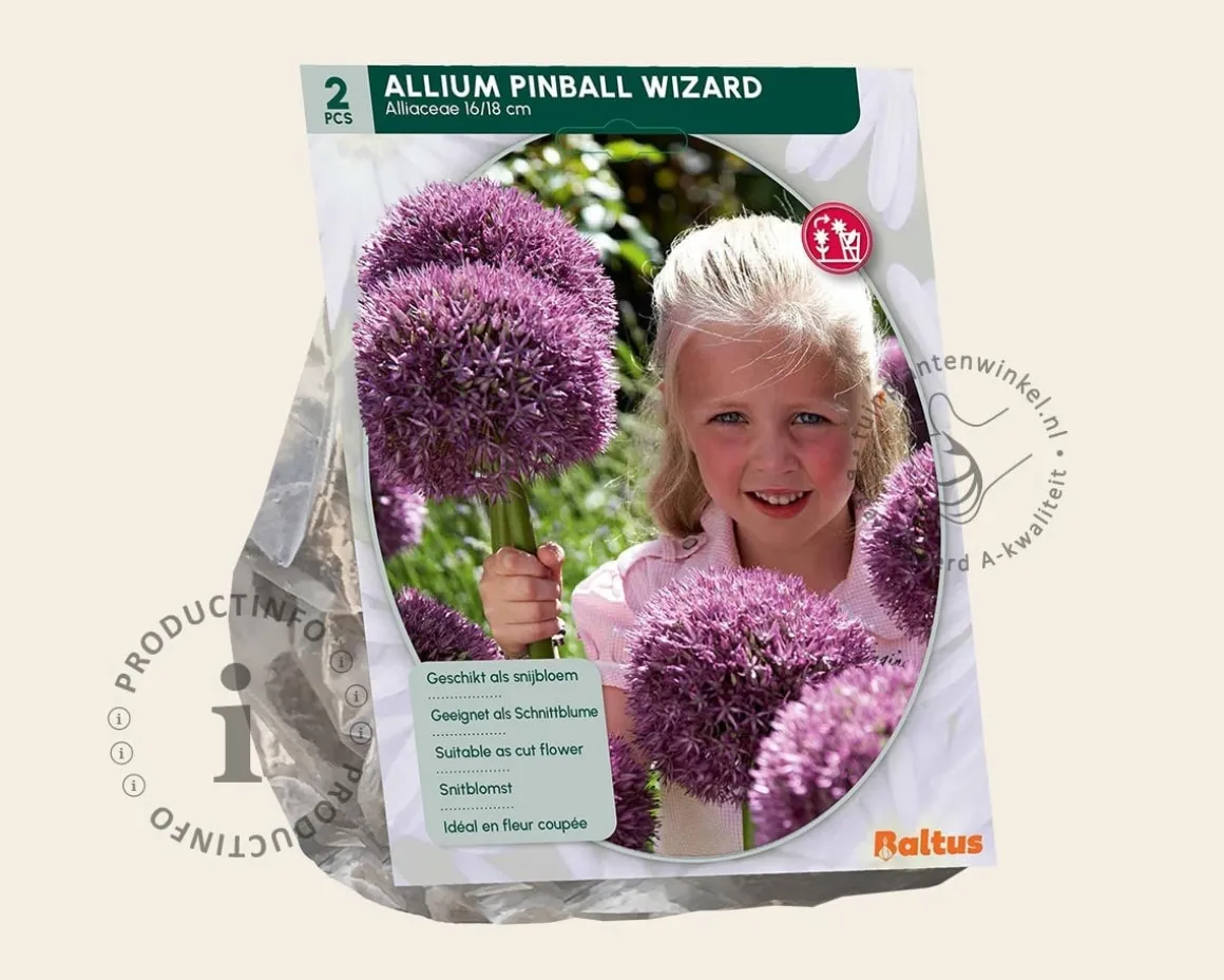 Allium 'Pinball Wizard'