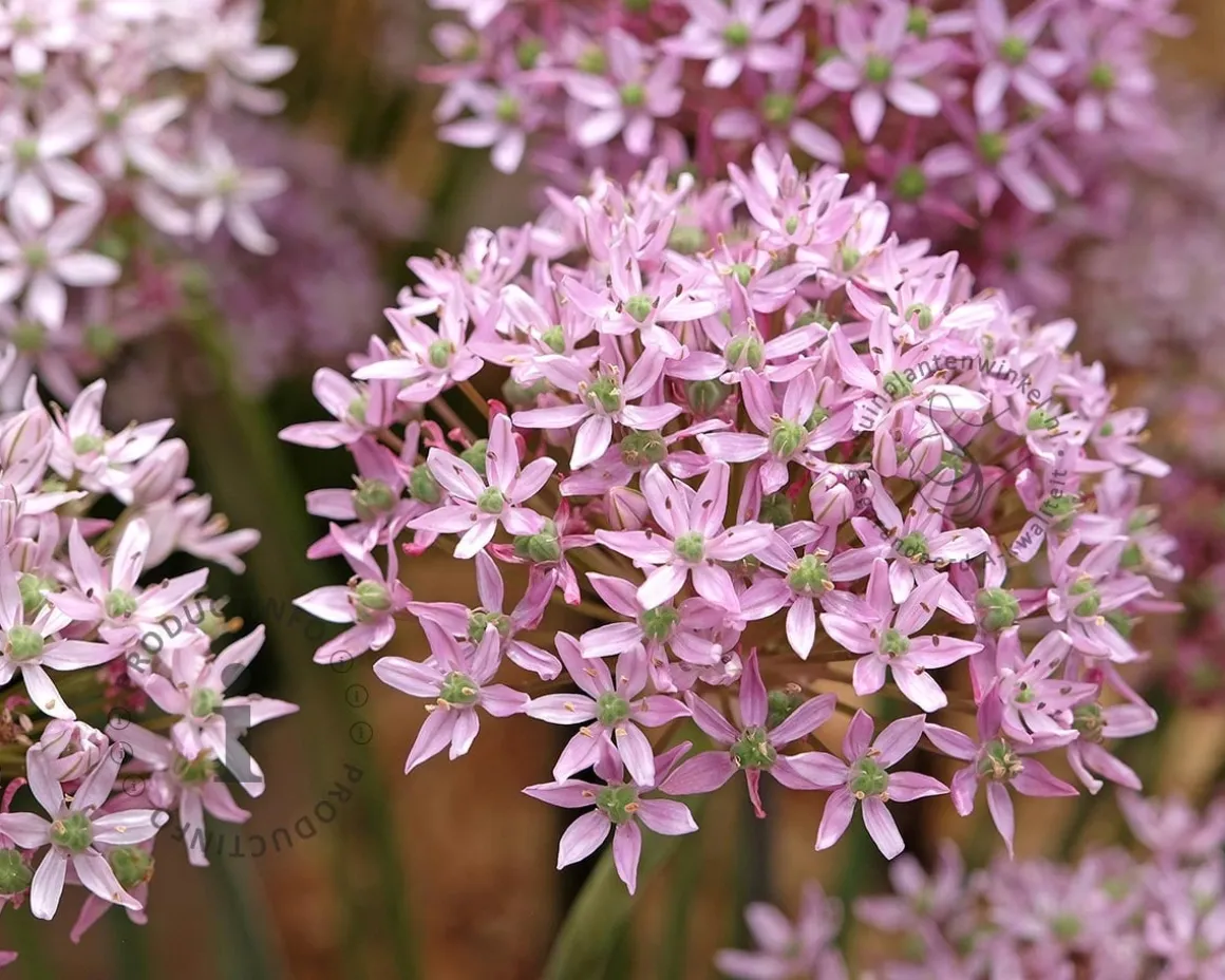 Allium 'Pink Jewel'