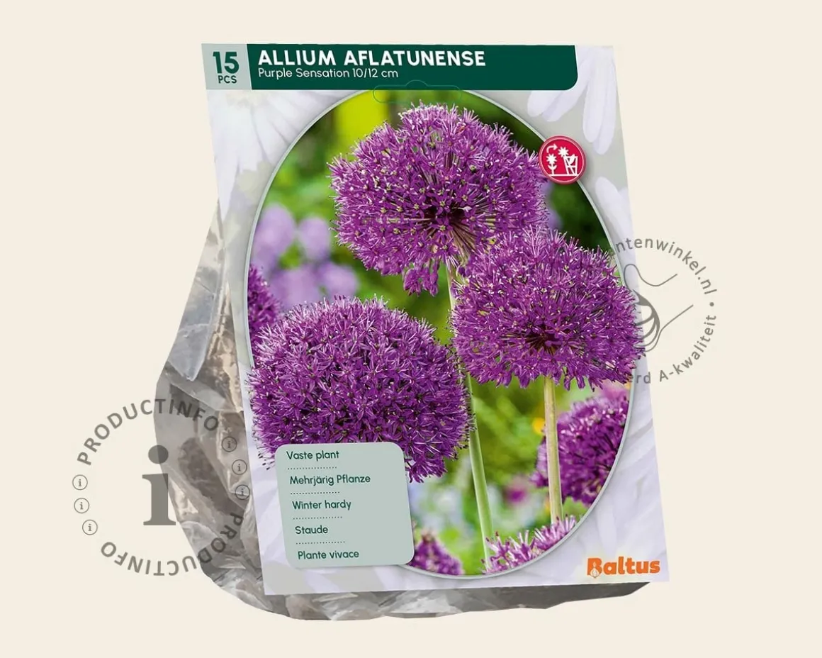 Allium 'Purple Sensation'