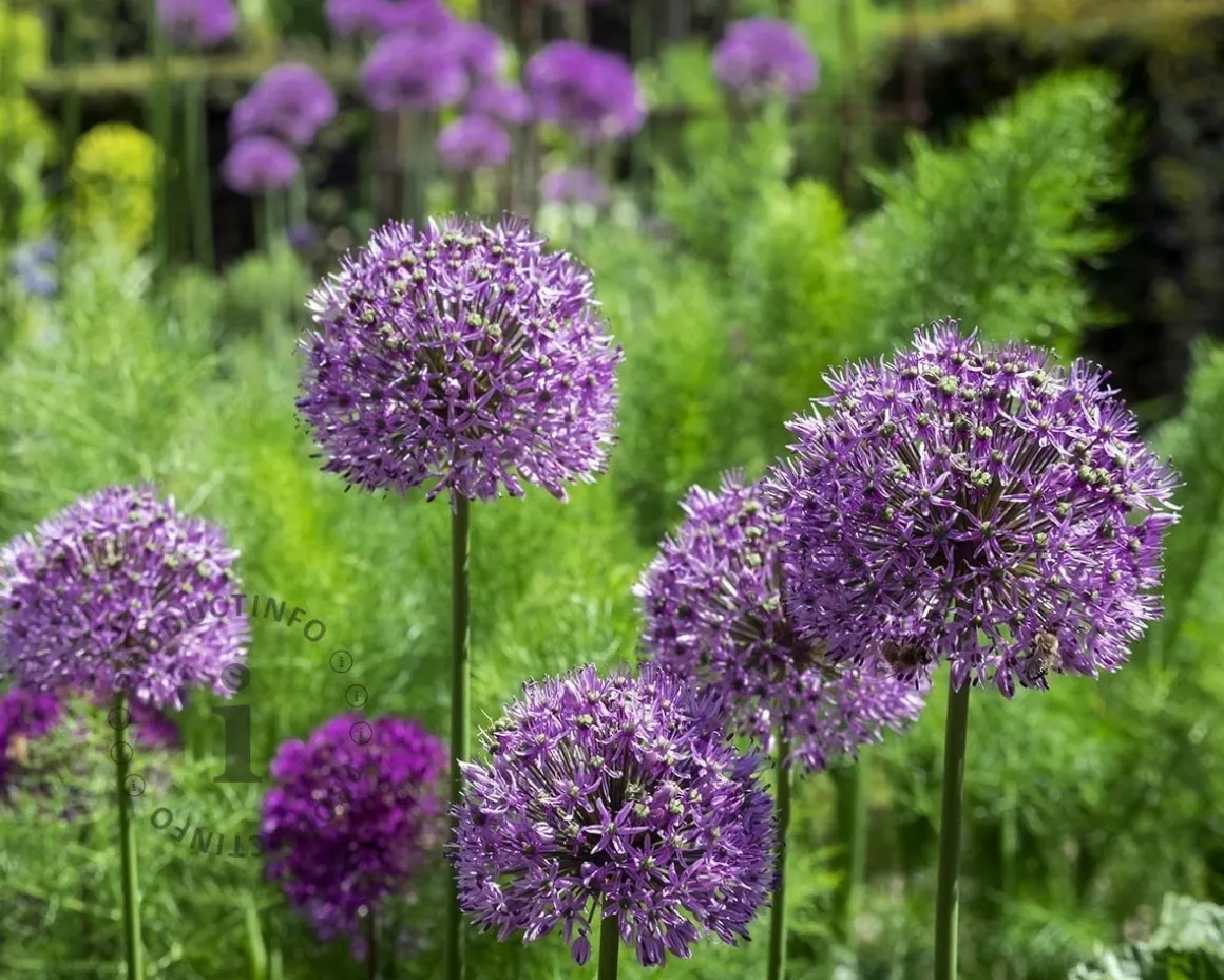 Allium 'Purple Sensation'
