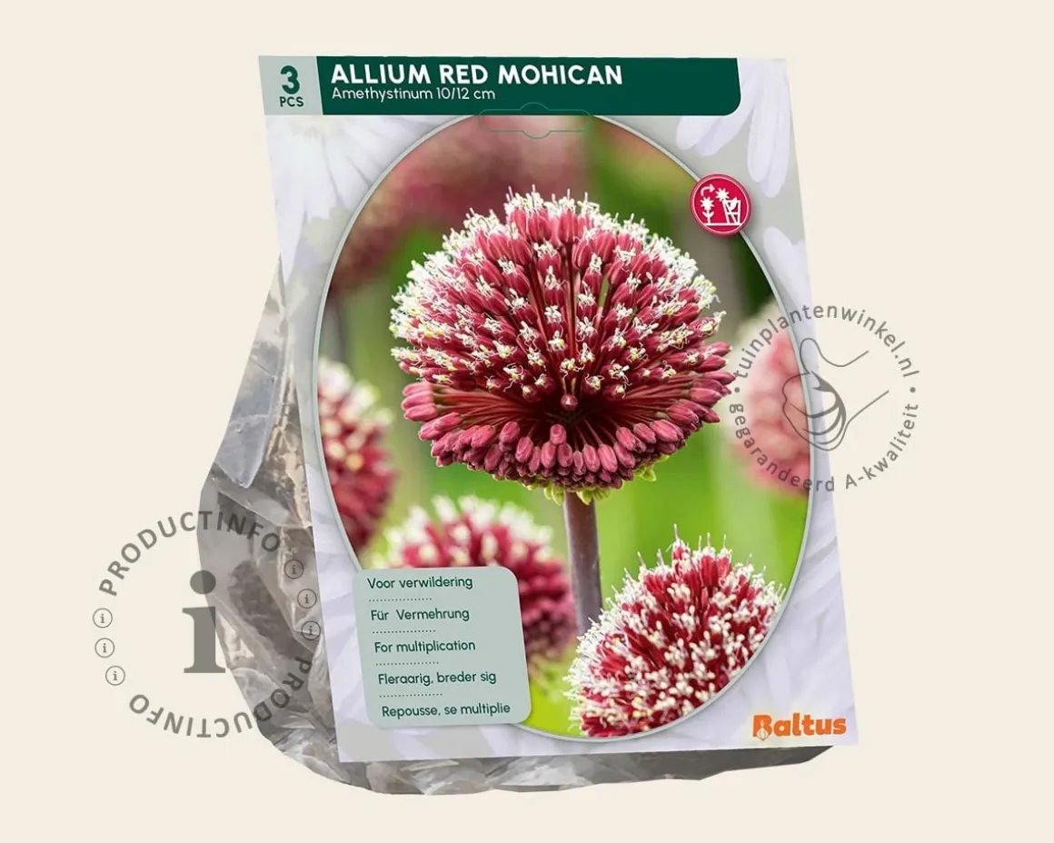 Allium 'Red Mohican'