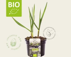 Allium sativum Puur