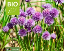 Allium schoenoprasum Puur