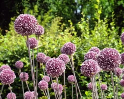 Allium 'Summer Drummer'