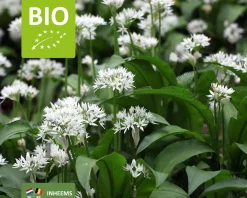 Allium ursinum - Puur