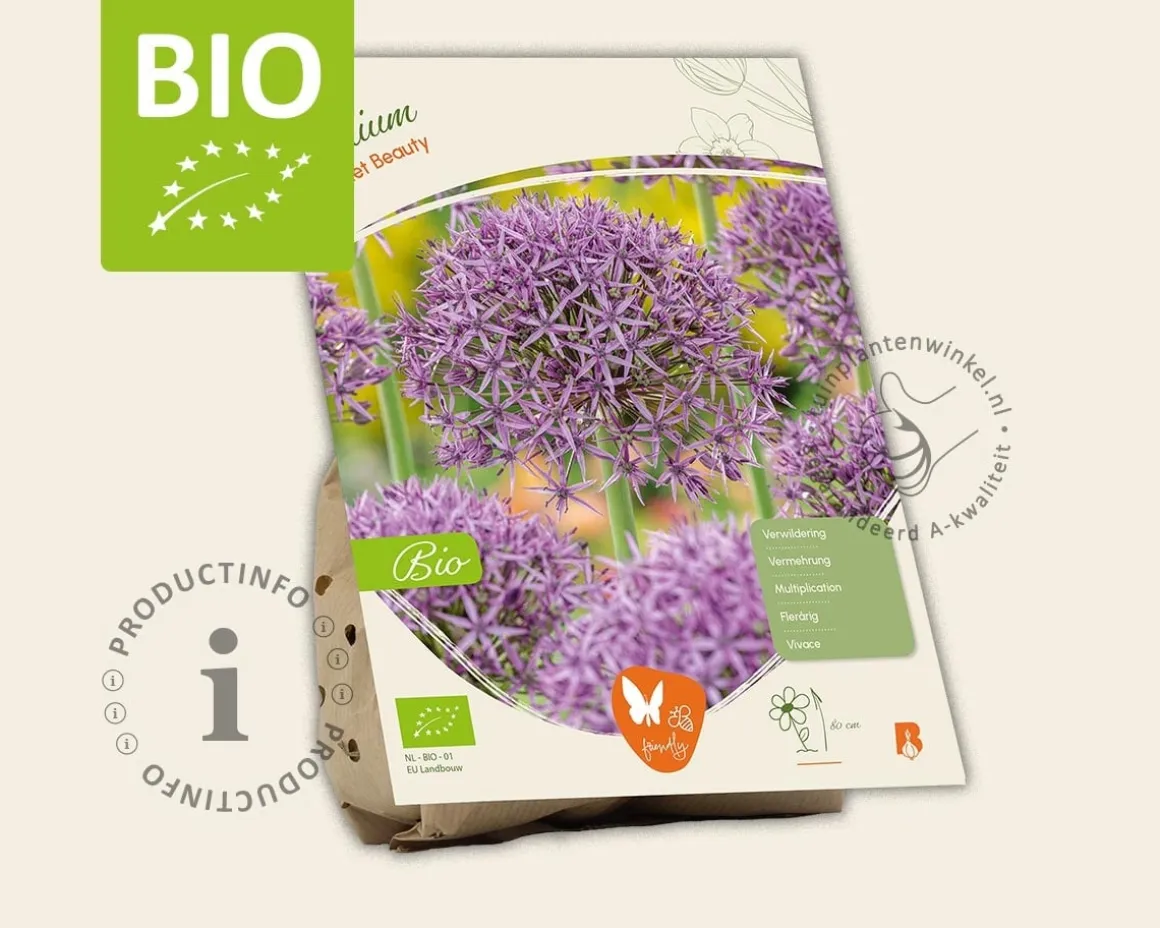 Allium 'Violet Beauty' - BIO