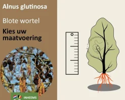 Alnus glutinosa - blote wortel
