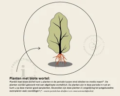 Alnus glutinosa - blote wortel