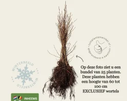 Alnus glutinosa - blote wortel