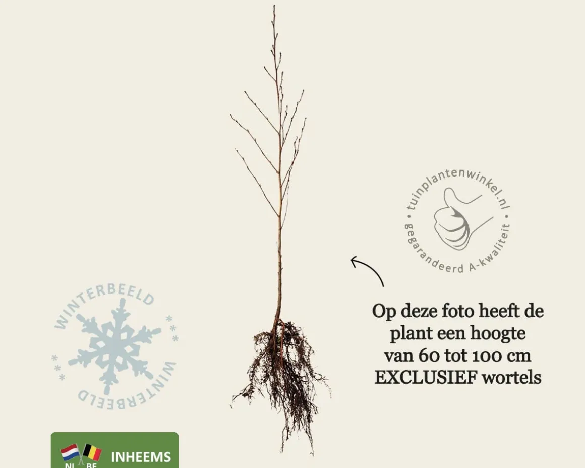 Alnus glutinosa - blote wortel