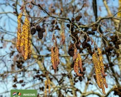 Alnus glutinosa - blote wortel