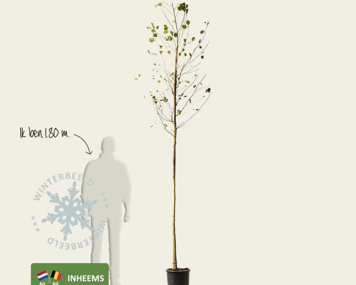 Alnus glutinosa - hoogstam