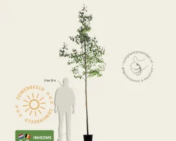 Alnus glutinosa - hoogstam