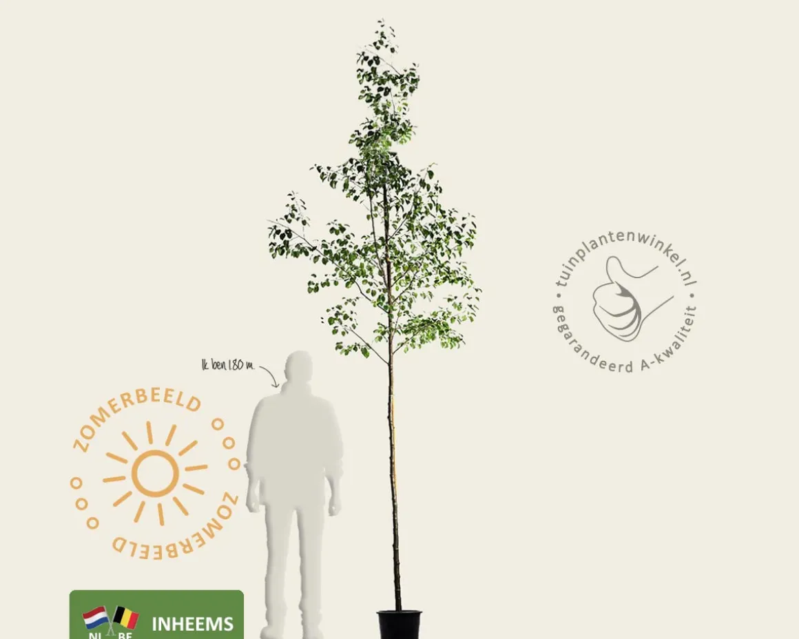 Alnus glutinosa - hoogstam