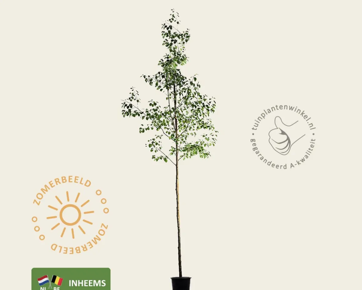 Alnus glutinosa - hoogstam