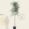 Alnus glutinosa 'Imperialis'