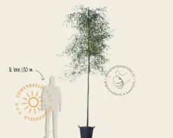 Alnus glutinosa 'Imperialis'