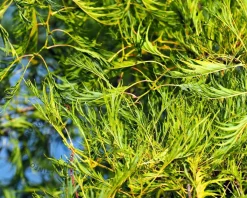 Alnus glutinosa 'Imperialis'