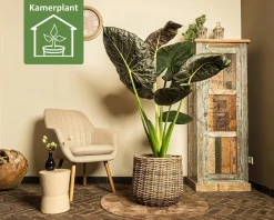Alocasia regal shield