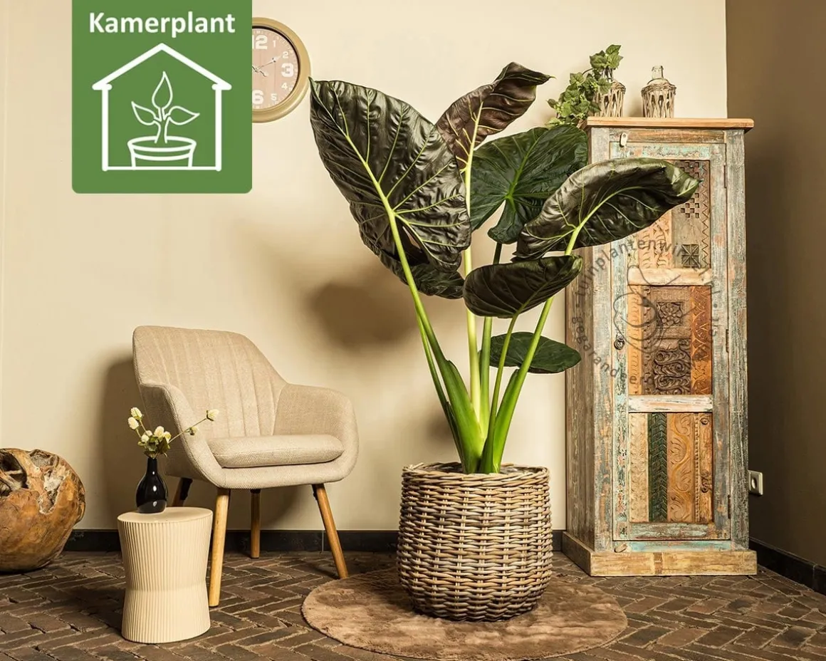 Alocasia regal shield