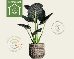 Alocasia regal shield