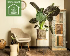 Alocasia regal shield