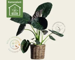 Alocasia regal shield