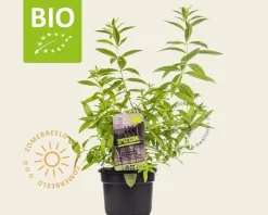 Aloysia triphylla Puur
