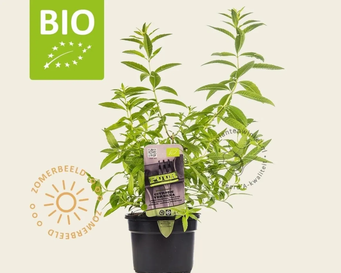 Aloysia triphylla Puur