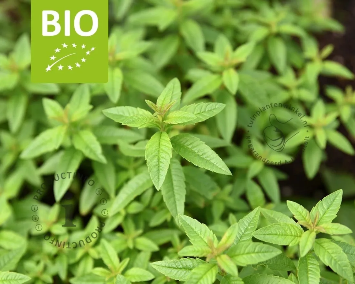 Aloysia triphylla Puur