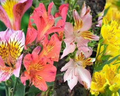 Alstroemeria Ligtu Hybriden Mix - wortelstok