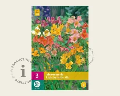 Alstroemeria Ligtu Hybriden Mix - wortelstok