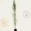 Amelanchier alnifolia 'Obelisk'
