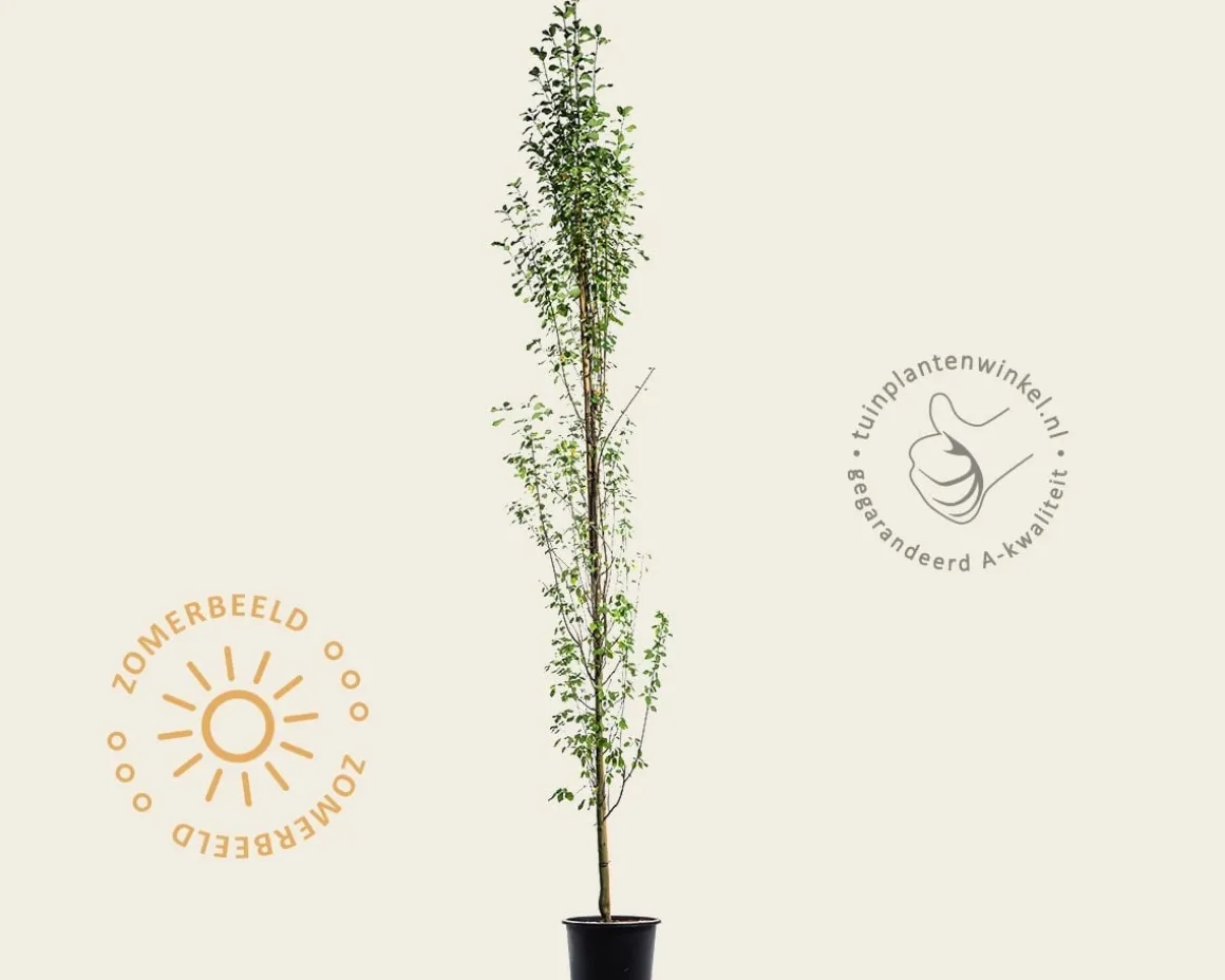 Amelanchier alnifolia 'Obelisk'