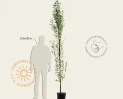 Amelanchier alnifolia 'Obelisk'
