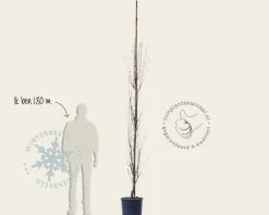 Amelanchier alnifolia 'Obelisk'