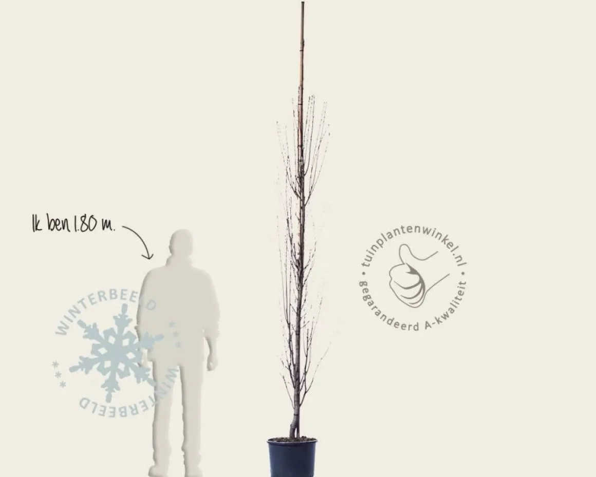 Amelanchier alnifolia 'Obelisk'