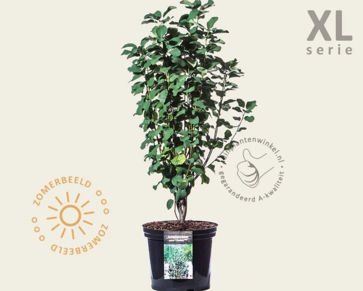 Amelanchier alnifolia 'Obelisk' - XL