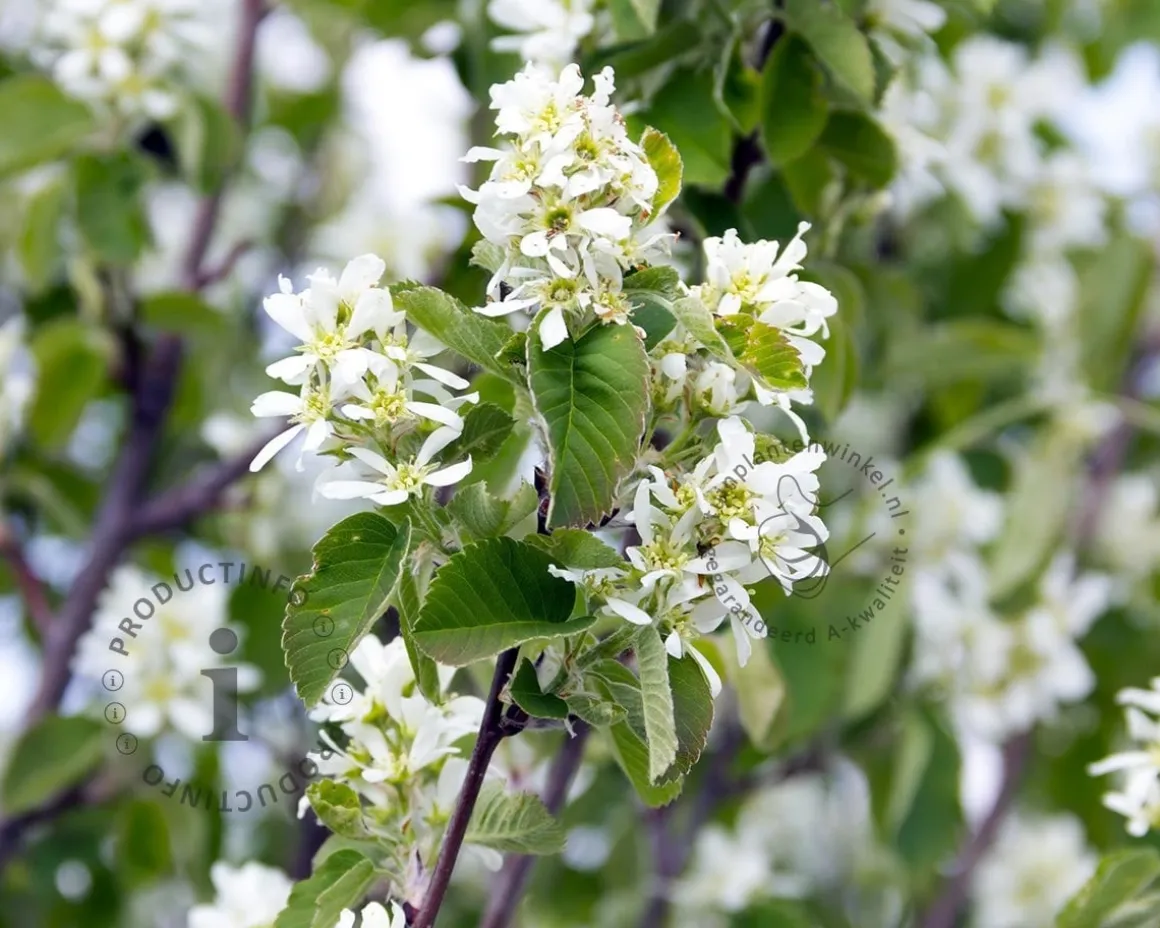 Amelanchier alnifolia 'Obelisk' - XL