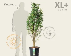 Amelanchier alnifolia 'Obelisk' - XL+