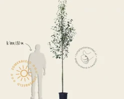 Amelanchier arborea 'Robin Hill'
