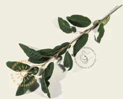 Amelanchier arborea 'Robin Hill'